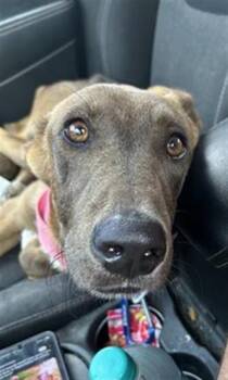 FRUIT LOOPS -  German Shepherd Dog Dog for Adoption in San Antonio, Texas - FRUIT LOOPS | PetCurious