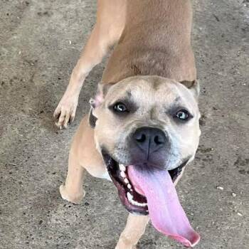 Mia -  Pit Bull Terrier Dog for Adoption in Brooksville, Kentucky - Mia | PetCurious