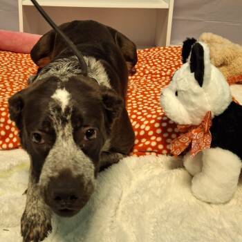 Rescue Mixed Breed Dogs for Adoption in South Houston, Texas - Rose | PetCurious