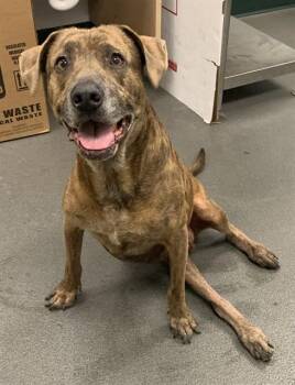Plott Hound and Mixed Breed Dogs Available for Adoption in Corpus Christi, Texas - STORMY | PetCurious