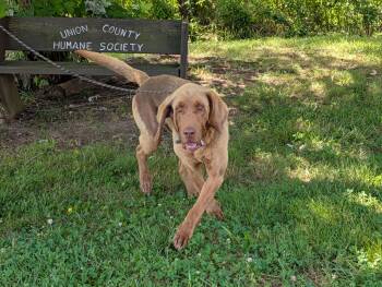 Copper -  Bloodhound and Chesapeake Bay Retriever Dog for Adoption in Maynardville, Tennessee - Copper | PetCurious