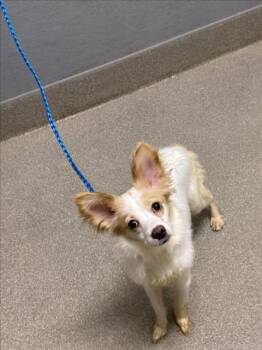 FLORIDA -  Papillon and Mixed Breed Dog for Adoption in Las Vegas, Nevada - FLORIDA | PetCurious