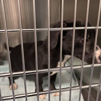Arya -  Mixed Breed Dog for Adoption in Greensboro, North Carolina - Arya | PetCurious