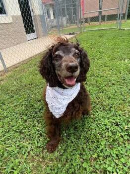 Ceviche -  Boykin Spaniel Dog for Adoption in Fayetteville, Arkansas - Ceviche | PetCurious