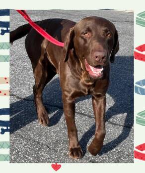 Chocolate Labrador Retriever Dogs Available for Adoption in Santa Ana, California - Choco | PetCurious