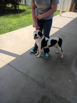 Toots -  Mixed Breed Dog for Adoption in Albany, Georgia - Toots | PetCurious