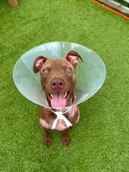 Princess -  Mixed Breed Dog for Adoption in Detroit, Michigan - Princess | PetCurious