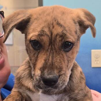 Mixed Breed Dogs Available for Adoption - Strawberry | PetCurious