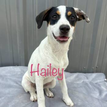 Hailey -  Mixed Breed Dog Available for Adoption in Franklin Township, New Jersey - Hailey | PetCurious