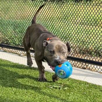 Ernie -  American Staffordshire Terrier Dog for Adoption in Des Moines, Iowa - Ernie | PetCurious