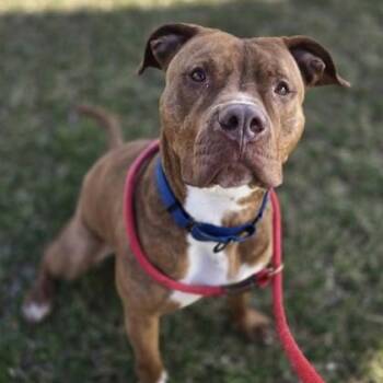 Rescue Pit Bull Terrier Dogs for Adoption in Phoenixville, Pennsylvania - Scoob | PetCurious