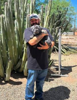 Cane Corso Dogs Available for Adoption in Glendale, Arizona - NOVA | PetCurious