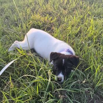 Mixed Breed Dogs Available for Adoption in Duncan, Oklahoma - Nadia | PetCurious