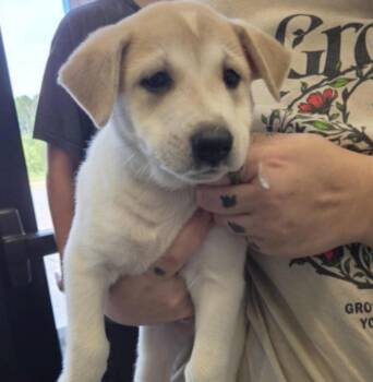 Desrochers / Arthur -  Labrador Retriever and Mixed Breed Dog for Adoption in Broomfield, Colorado - Desrochers / Arthur | PetCurious