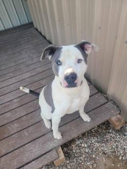 Rescue American Staffordshire Terrier Dogs for Adoption in Rye, Colorado - Odin | PetCurious
