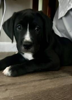 Webster -  Black Labrador Retriever and Greater Swiss Mountain Dog Dog for Adoption in Gilbert, Arizona - Webster | PetCurious