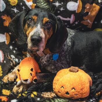 Rescue Basset Hound Dogs for Adoption in Springfield, Missouri - Benedict | PetCurious