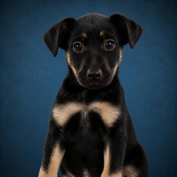 Mixed Breed Dogs Available for Adoption in Pulaski, Tennessee - Honor | PetCurious