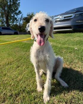 Clark -  Labradoodle Dog for Adoption in Bixby, Oklahoma - Clark | PetCurious