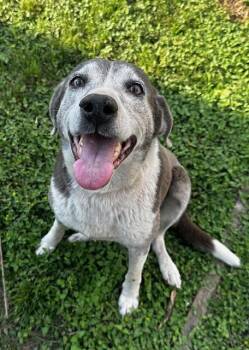 Beagle Dogs Available for Adoption in Sumter, South Carolina - Millie | PetCurious