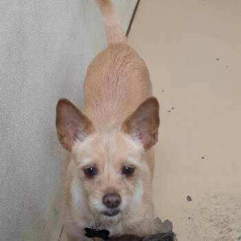 Terrier Dogs Available for Adoption in Chino Hills, California - Lilly Pad - Chino Hills Location | PetCurious