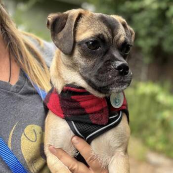 Wiggles -  Pug Dog Available for Adoption in Larkfield-wikiup, California - Wiggles | PetCurious