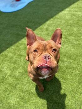 Mixed Breed Dogs Available for Adoption in Daytona Beach, Florida - Phoenix - 1 | PetCurious