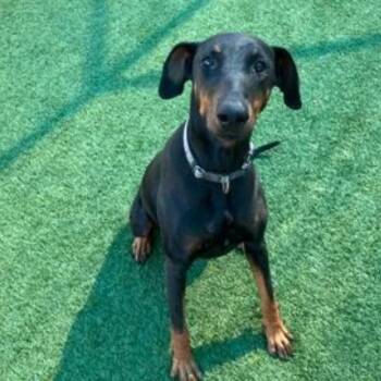 Rescue Doberman Pinscher Dogs for Adoption in Nampa, Idaho - Stonie | PetCurious