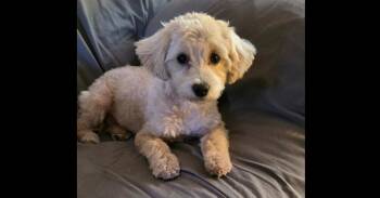 Maltese and Poodle Dogs Available for Adoption in Troy, Virginia - Gracie | PetCurious