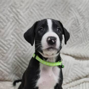 Kona -  Labrador Retriever Dog for Adoption in Cleveland, Texas - Kona | PetCurious