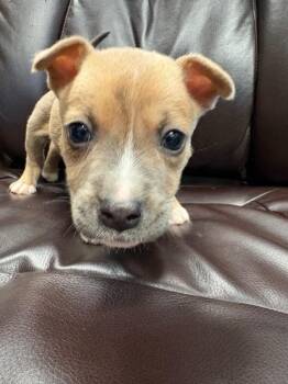 Cup of Ambition -  Pit Bull Terrier Dog for Adoption in Carson City, Nevada - Cup Of Ambition | PetCurious