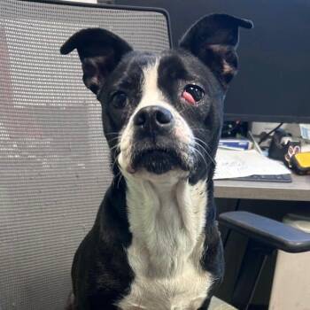 Boston Terrier Dogs Available for Adoption - Dani | PetCurious