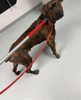 THOR -  Pit Bull Terrier Dog for Adoption in St. Cloud, Florida - THOR | PetCurious