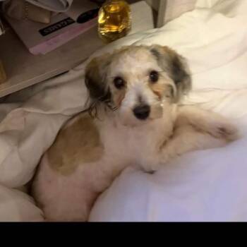 Toby Keith -  Maltese and Poodle Dog for Adoption in Hackett, Arkansas - Toby Keith | PetCurious