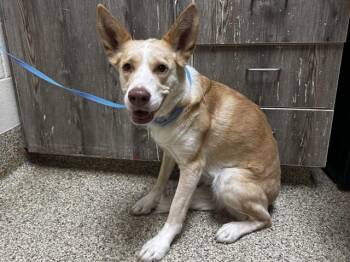 Siberian Husky and Mixed Breed Dogs Available for Adoption in Colorado Springs, Colorado - FROYO | PetCurious