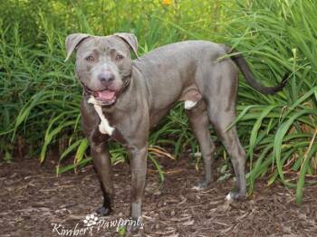 DARWIN -  Boxer and Mixed Breed Dog for Adoption in Omaha, Nebraska - DARWIN | PetCurious