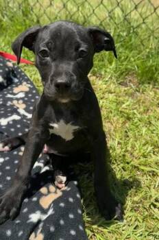 Crispin -  Labrador Retriever Dog for Adoption in Tarrytown, Georgia - Crispin | PetCurious