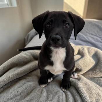 Labrador Retriever and Border Collie Dogs Available for Adoption in San Diego, California - Bix | PetCurious