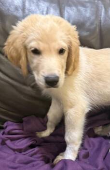 Hardee -  Great Pyrenees and Great Dane Dog for Adoption in Mundelein, Illinois - Hardee | PetCurious