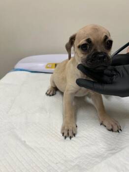 Bug the pug -  Pug Dog for Adoption in Los Angeles, California - Bug The Pug | PetCurious