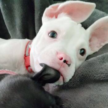Rescue Boxer and French Bulldog Dogs for Adoption in Scottsdale, Arizona - Maximus | PetCurious