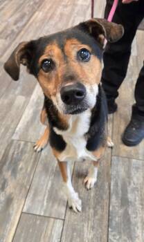 Rescue Hound Dogs for Adoption in Sidney, Ohio - Huntrix Yrly 439/33 | PetCurious