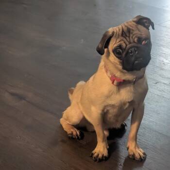 Puggie -  Pug Dog for Adoption in Pittsburg, Kansas - Puggie | PetCurious