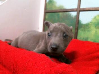 German Shepherd Dog and Mixed Breed Dogs Available for Adoption in Houston, Texas - VAN | PetCurious