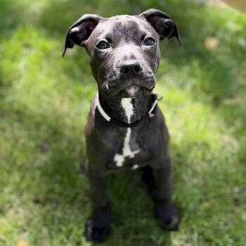 Labrador Retriever and Plott Hound Dogs Available for Adoption in Libertyville, Illinois - Onyx | PetCurious