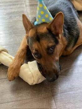 Rescue German Shepherd Dog Dogs for Adoption in Cleveland, Ohio - Dexter | PetCurious