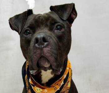 Crash -  Bullmastiff and Boxer Dog for Adoption in Sanford, Florida - Crash | PetCurious