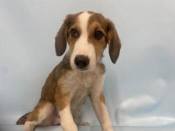 Jill -  Labrador Retriever and Mixed Breed Dog for Adoption in Golden Valley, Minnesota - Jill | PetCurious