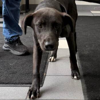 Daisy Mae -  Mixed Breed Dog for Adoption in Walker, Michigan - Daisy Mae | PetCurious