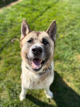 Akita Dogs Available for Adoption in Benton Harbor, Michigan - Pepsi | PetCurious